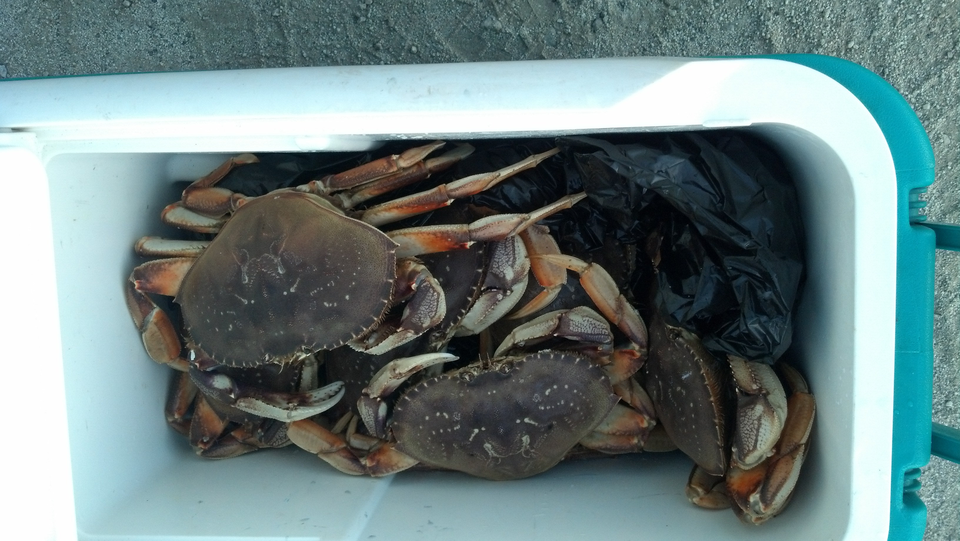 Dungeness Crab