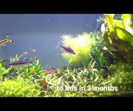 CO2 for Your Aquarium Made by Mushrooms