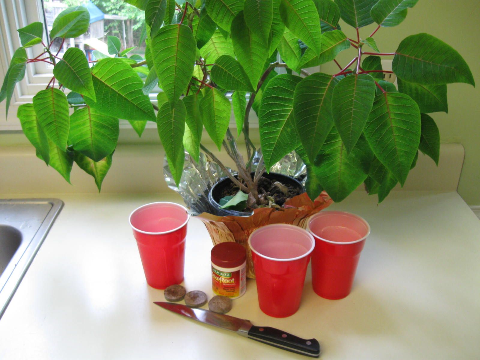 Cloning a Poinsettia
