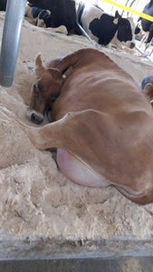 Milking Complete 