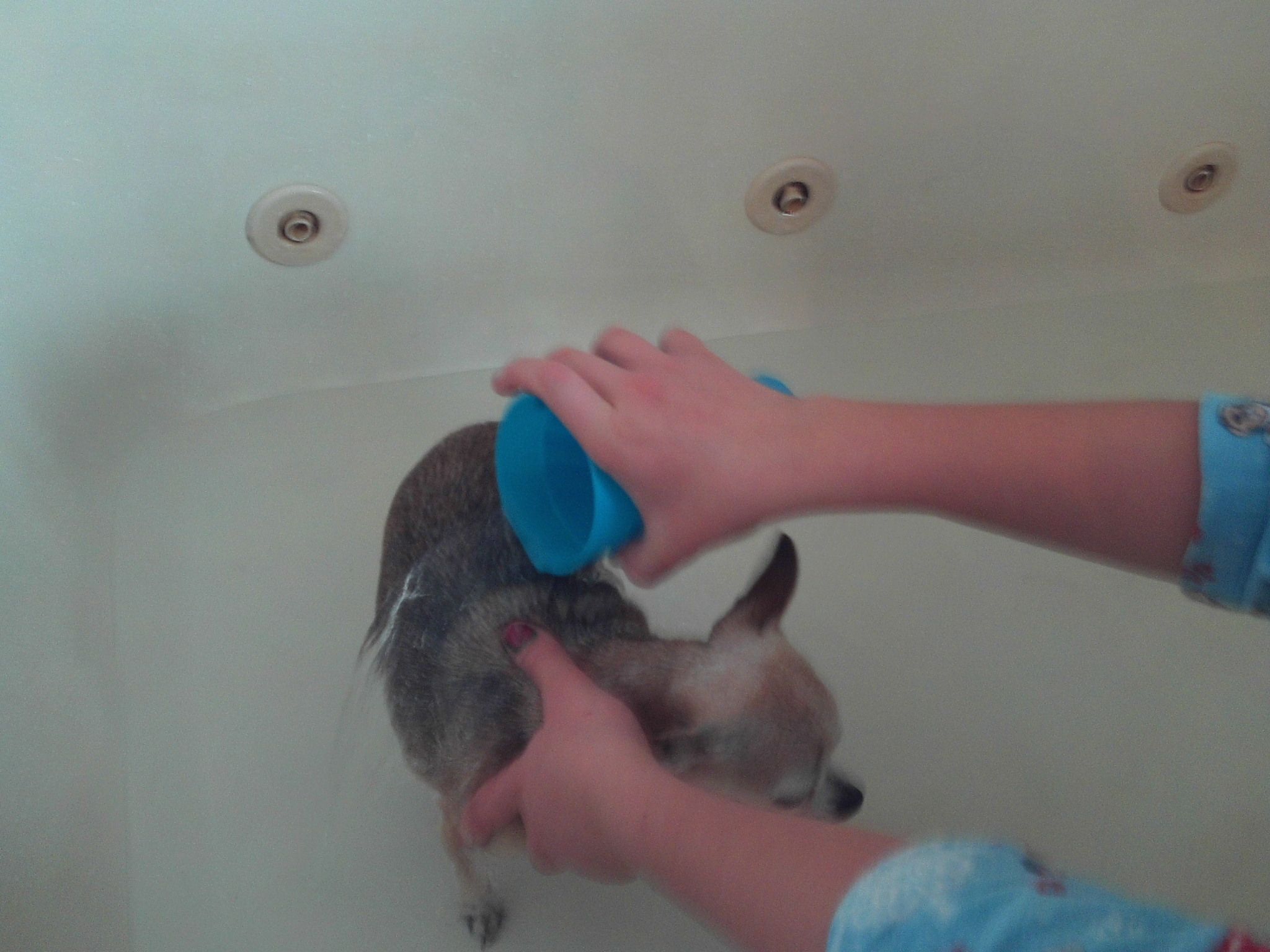 How to Clean Your Dog 10 Steps Instructables
