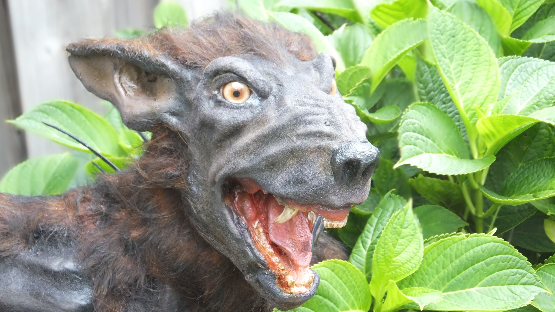 Chupacabra Creature