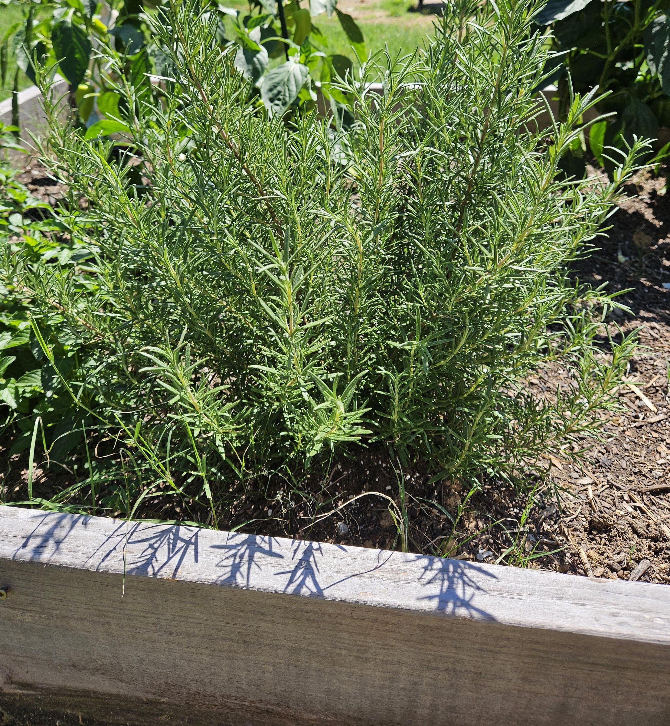 How to Make Rosemary Salve From Scratch
