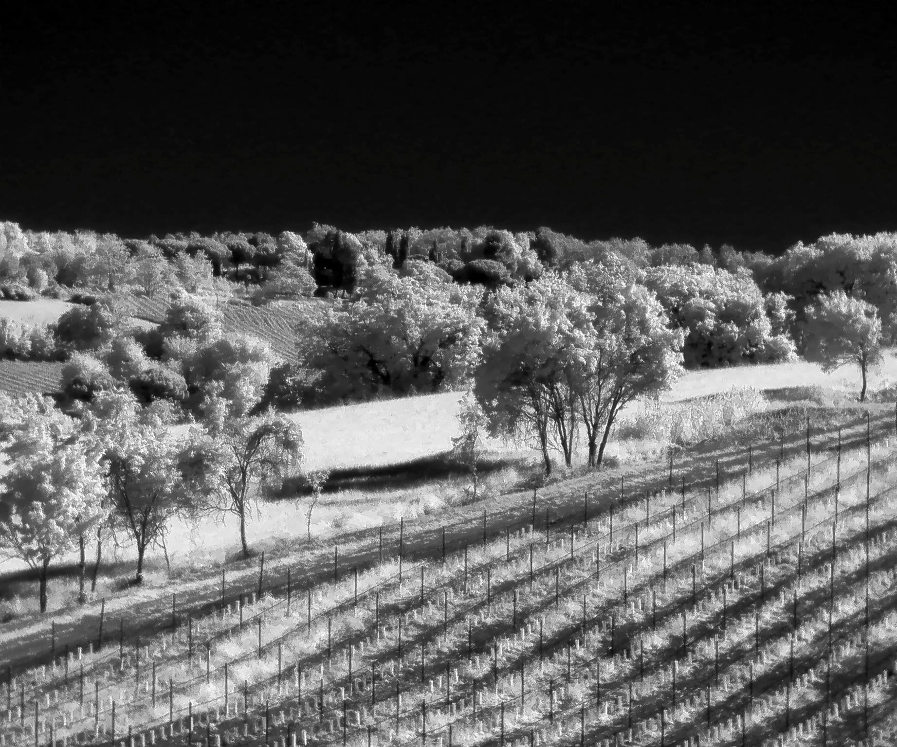 Cheap Infrared Photography