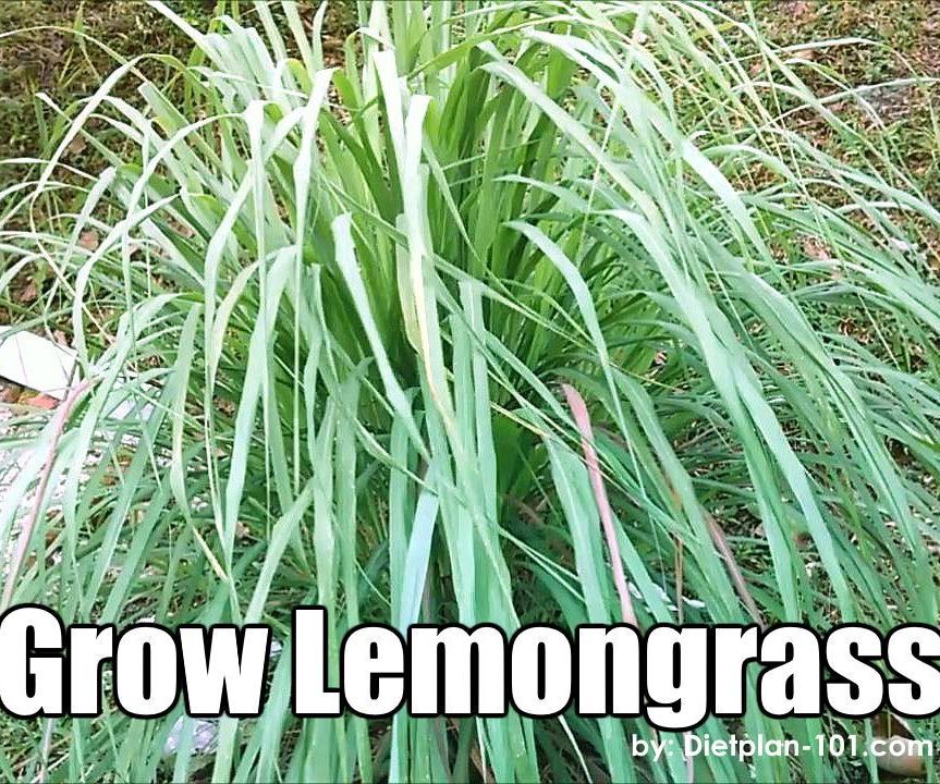 How to Grow Lemongrass