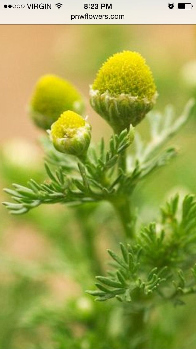 Medicinal Plants and Their Uses