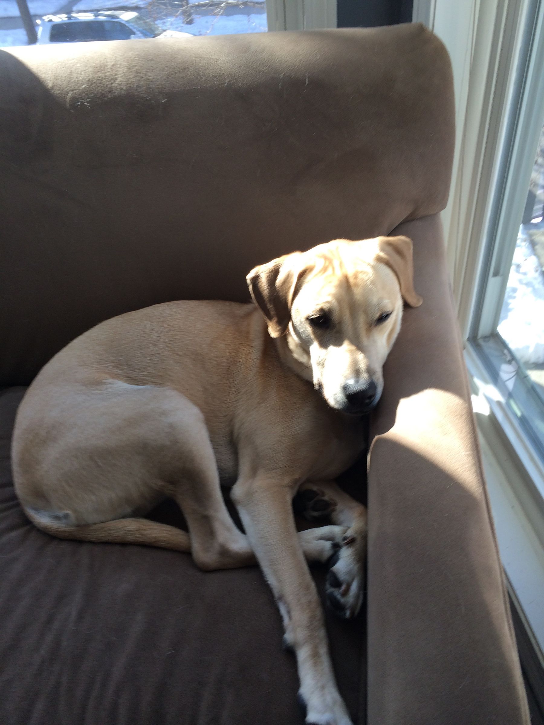 How To Surprise Your Dog