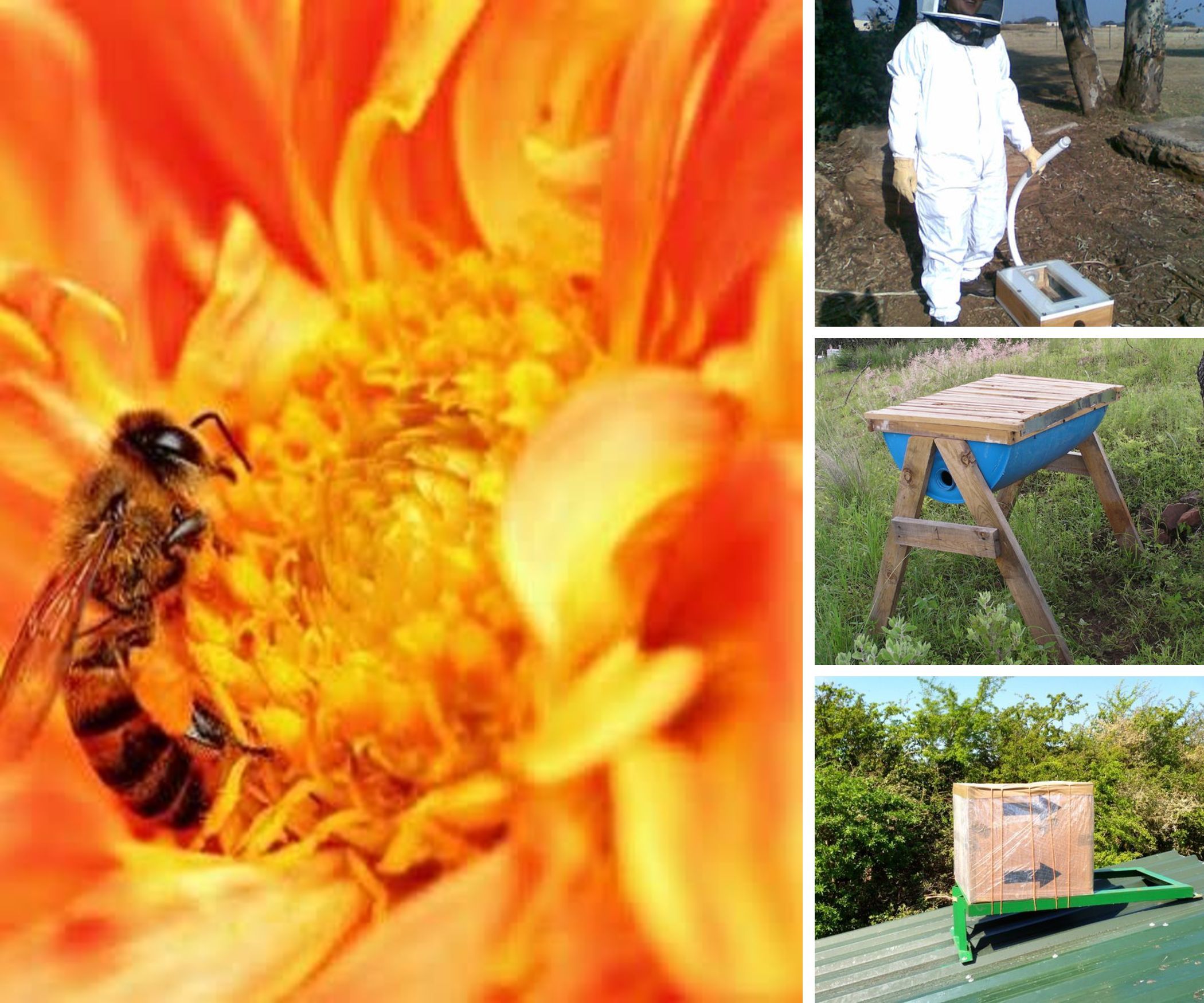 Bees Hives Collective Info