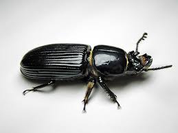 Deciding on Your Beetle