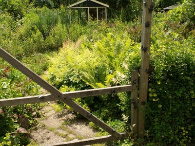 Eeeeeks, Louse Everywhere