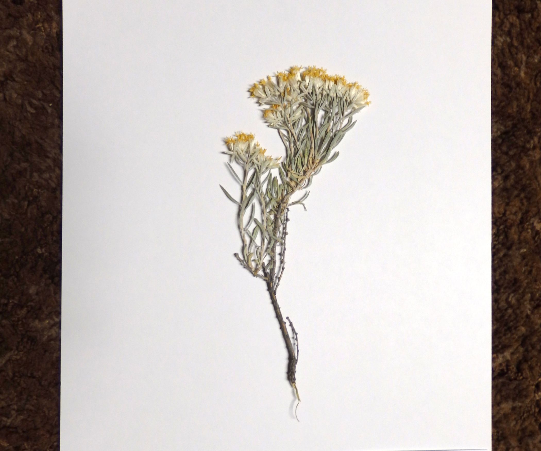 How to Mount Plants 11 Steps (with Pictures) Instructables