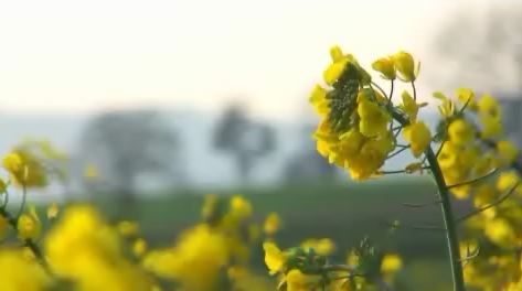 What Biotechnology Means to the Consumer?