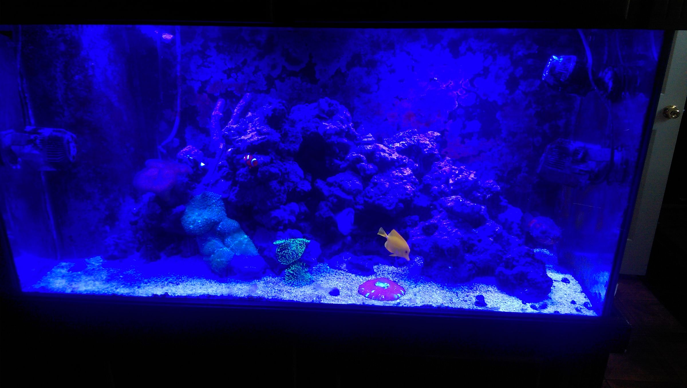 aquariumguy98
