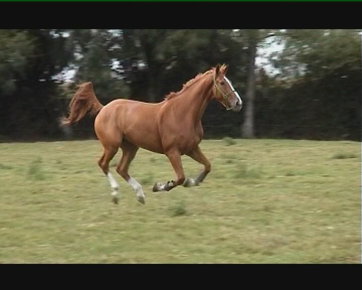 How to Make Your Horse Fly!