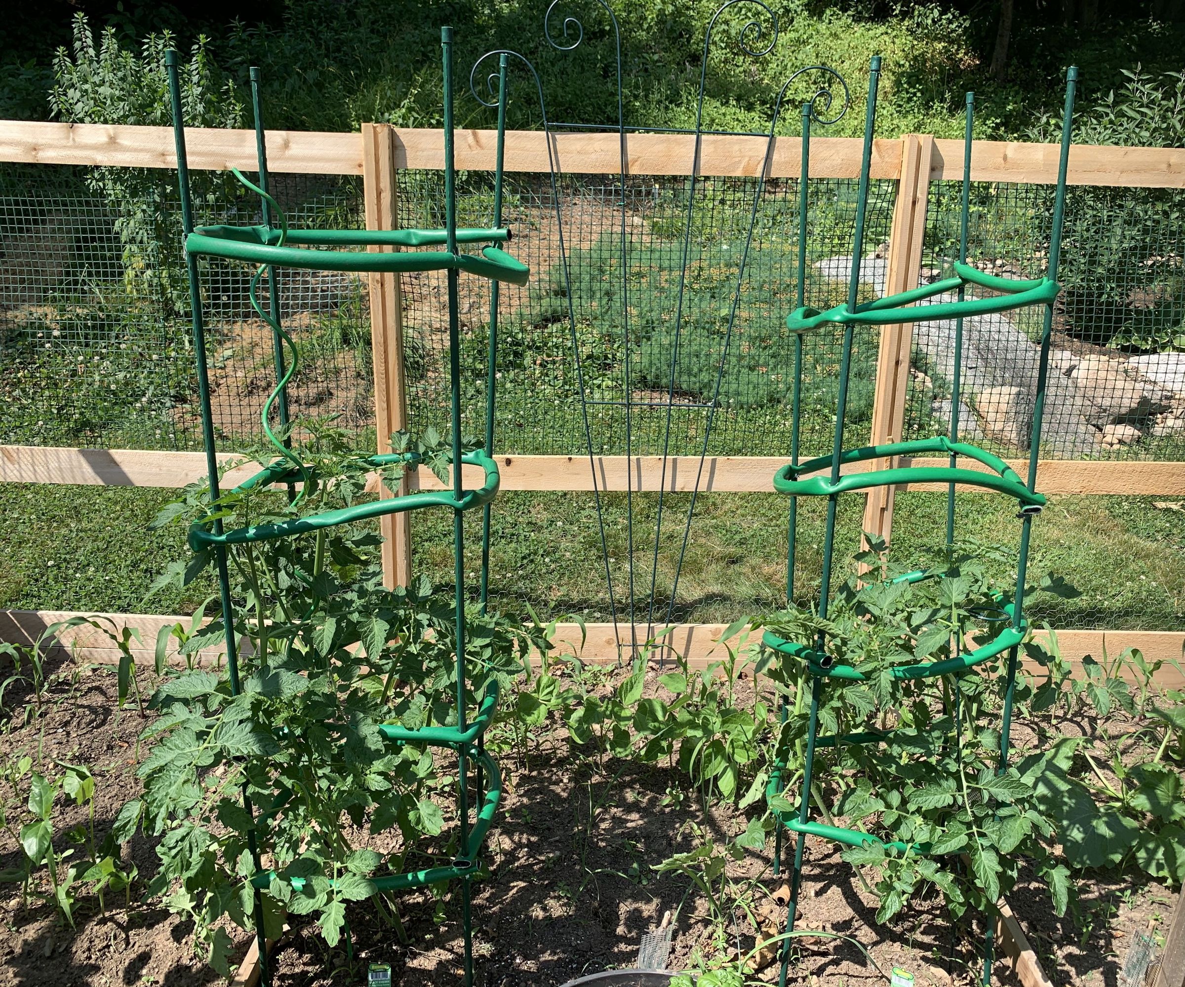 Tomato Cages From an Old Garden Hose
