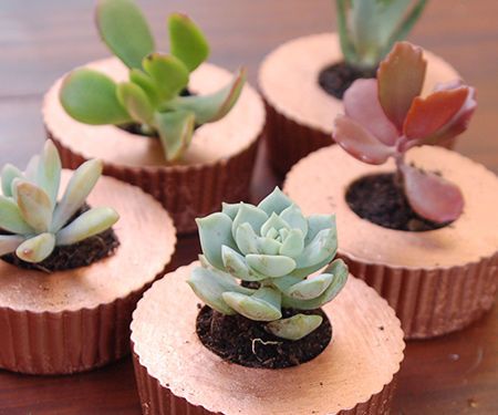 Cupcake Concrete Planters