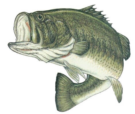 Bass fishing in the Spring