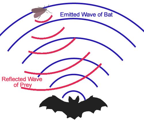 Bat Detector : 6 Steps (with Pictures) - Instructables