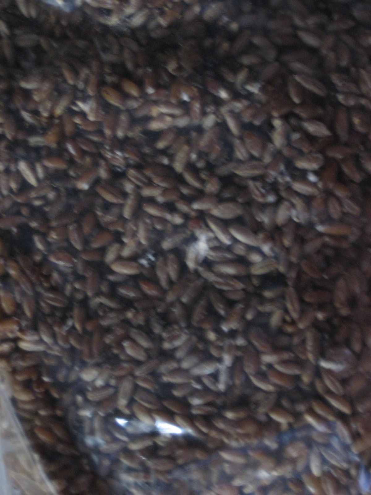 Growing Mushrooms! : 7 Steps - Instructables