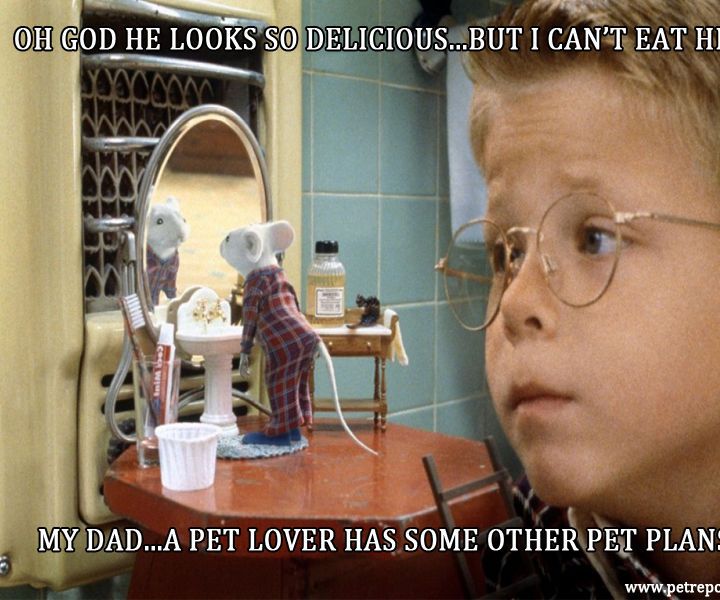 Finding the Best Pet Plan Insurance