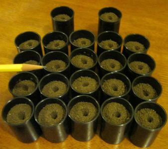 Plant Sprouts