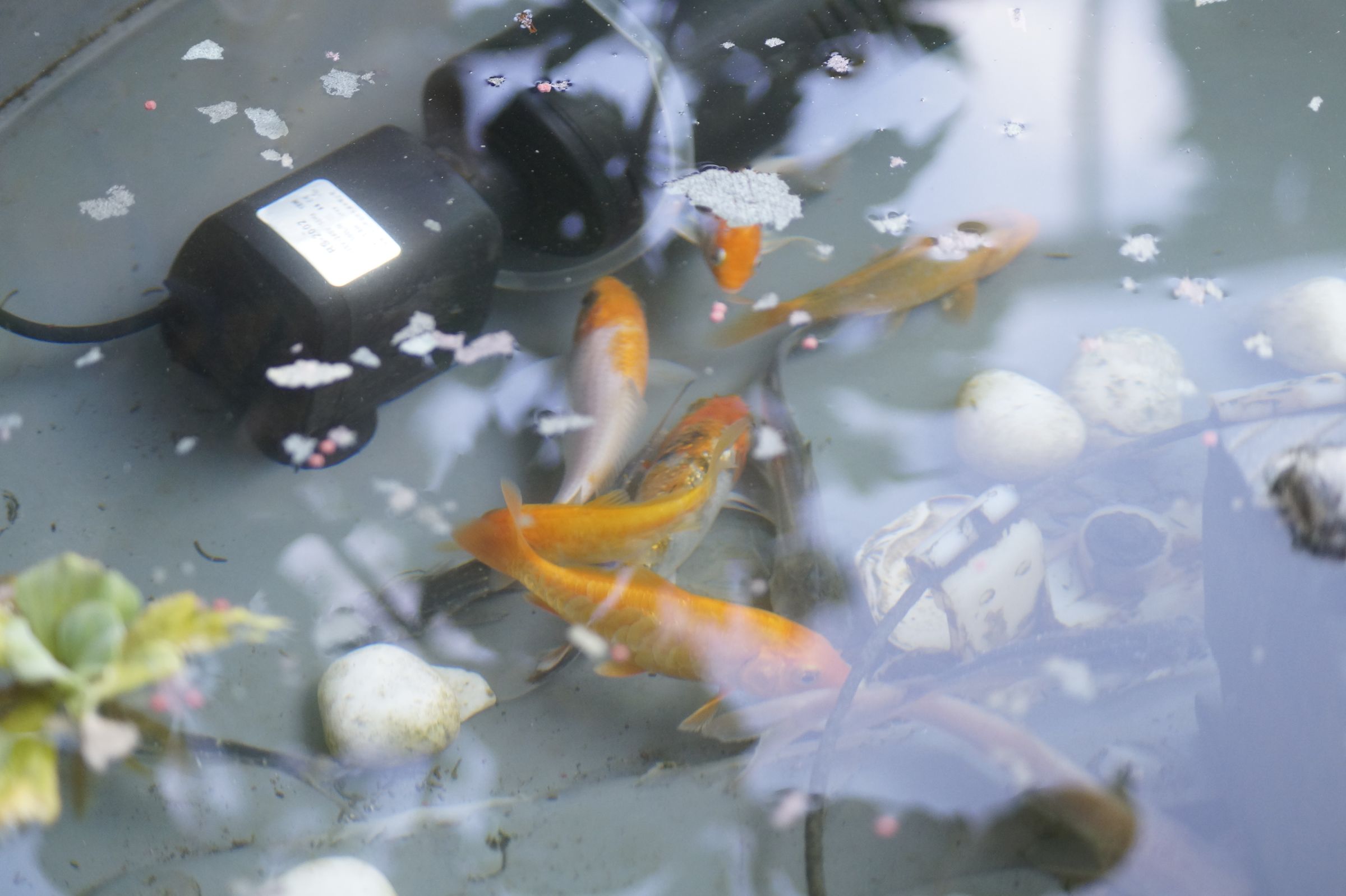 How to Make a Fish Pond at Low Cost 7 Steps (with Pictures