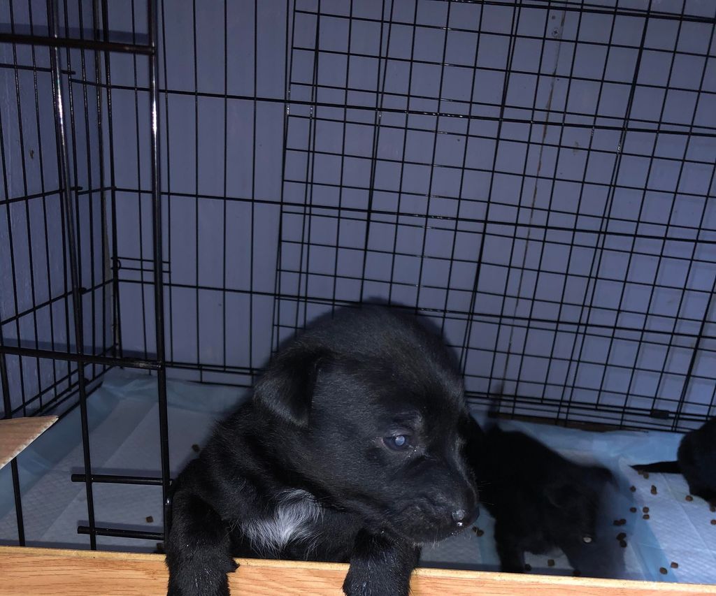 How to Care for a Litter of Puppies 5 Steps Instructables