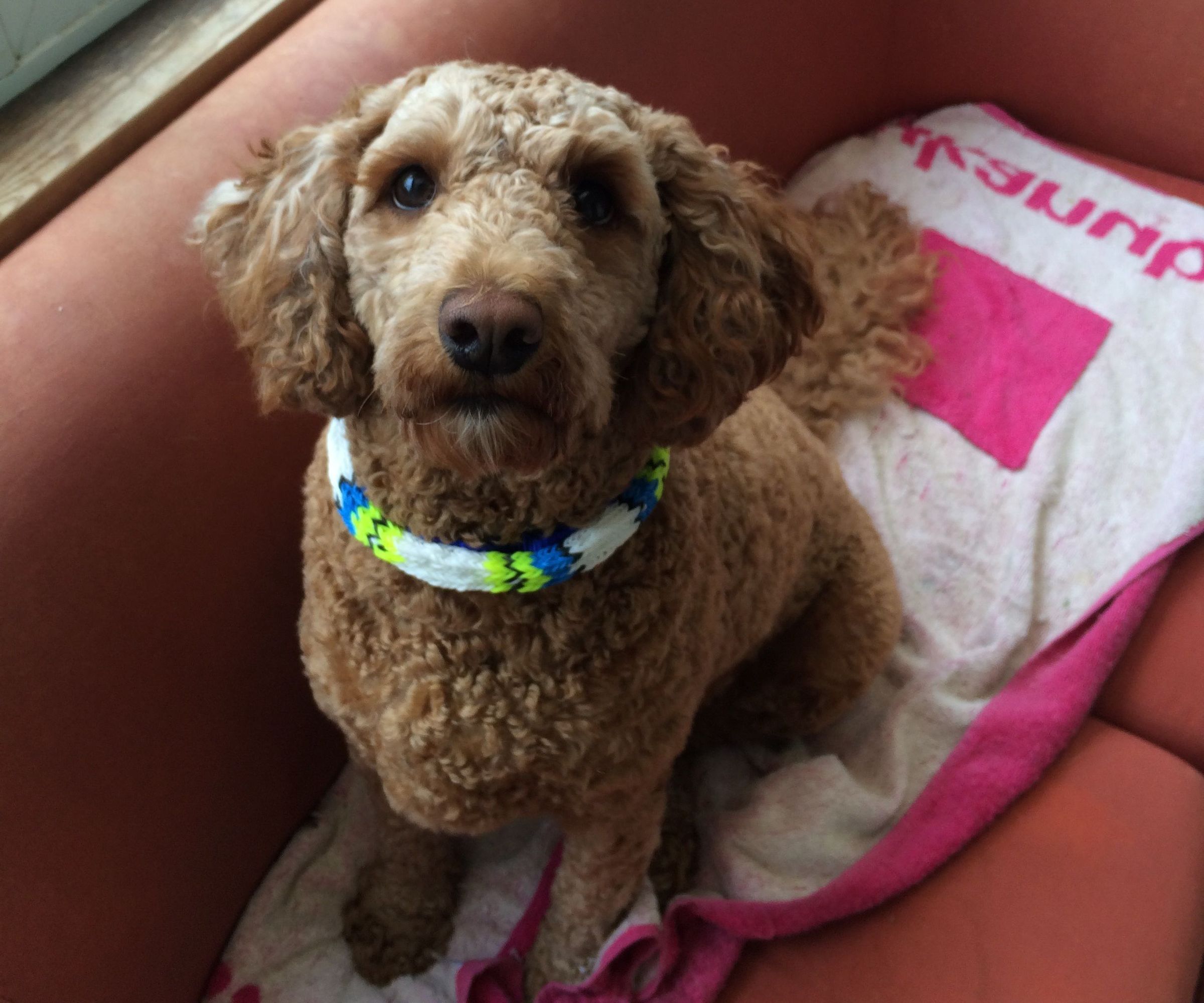 Loom Band Dog Collar Revamp