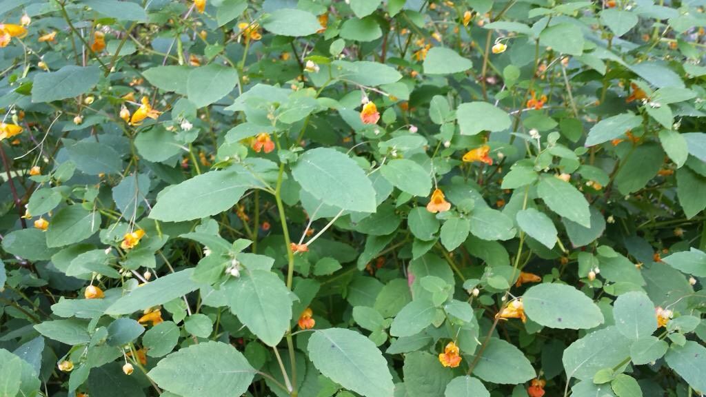 Poison Ivy Remedy With Jewelweed