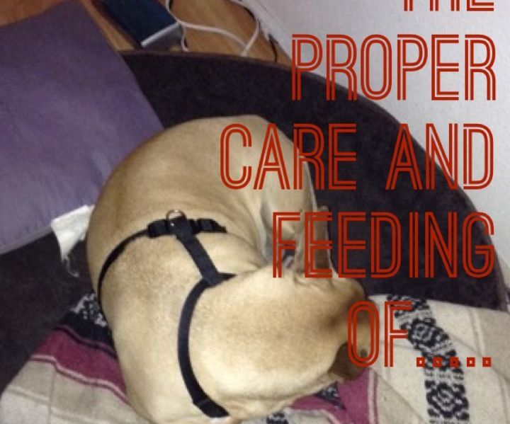 The Proper Care and Feeding Of...DOGS!!!