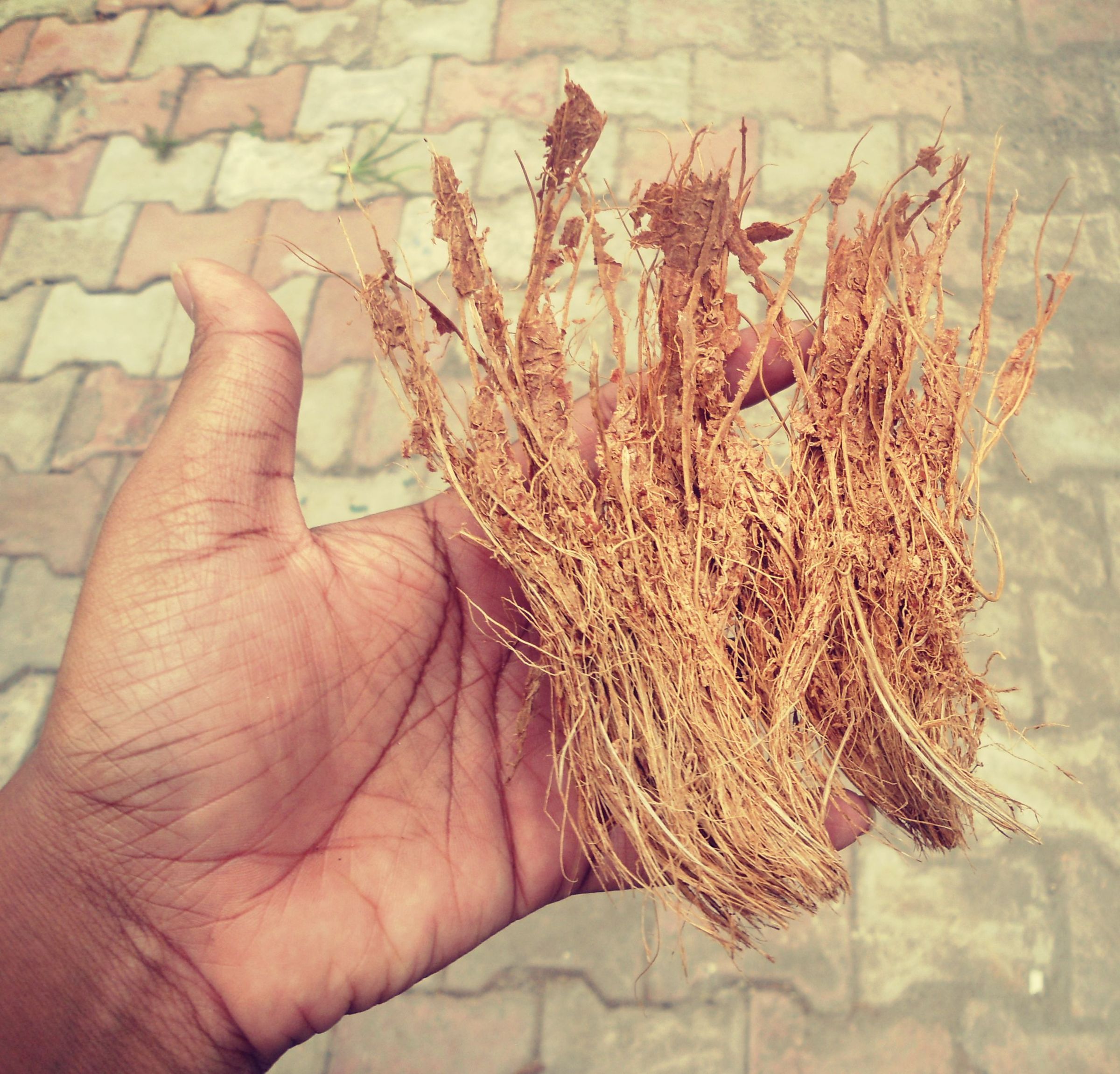 Climbing Pole for Plants From Coir. 6 Steps Instructables