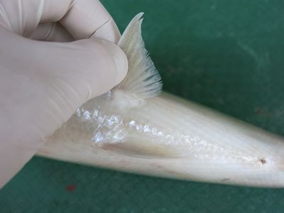 Gar Fish Dissection Fish Dissection! : 11 Steps (with Pictures) - Instructables
