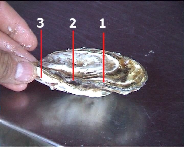  How to Open Oysters Easily