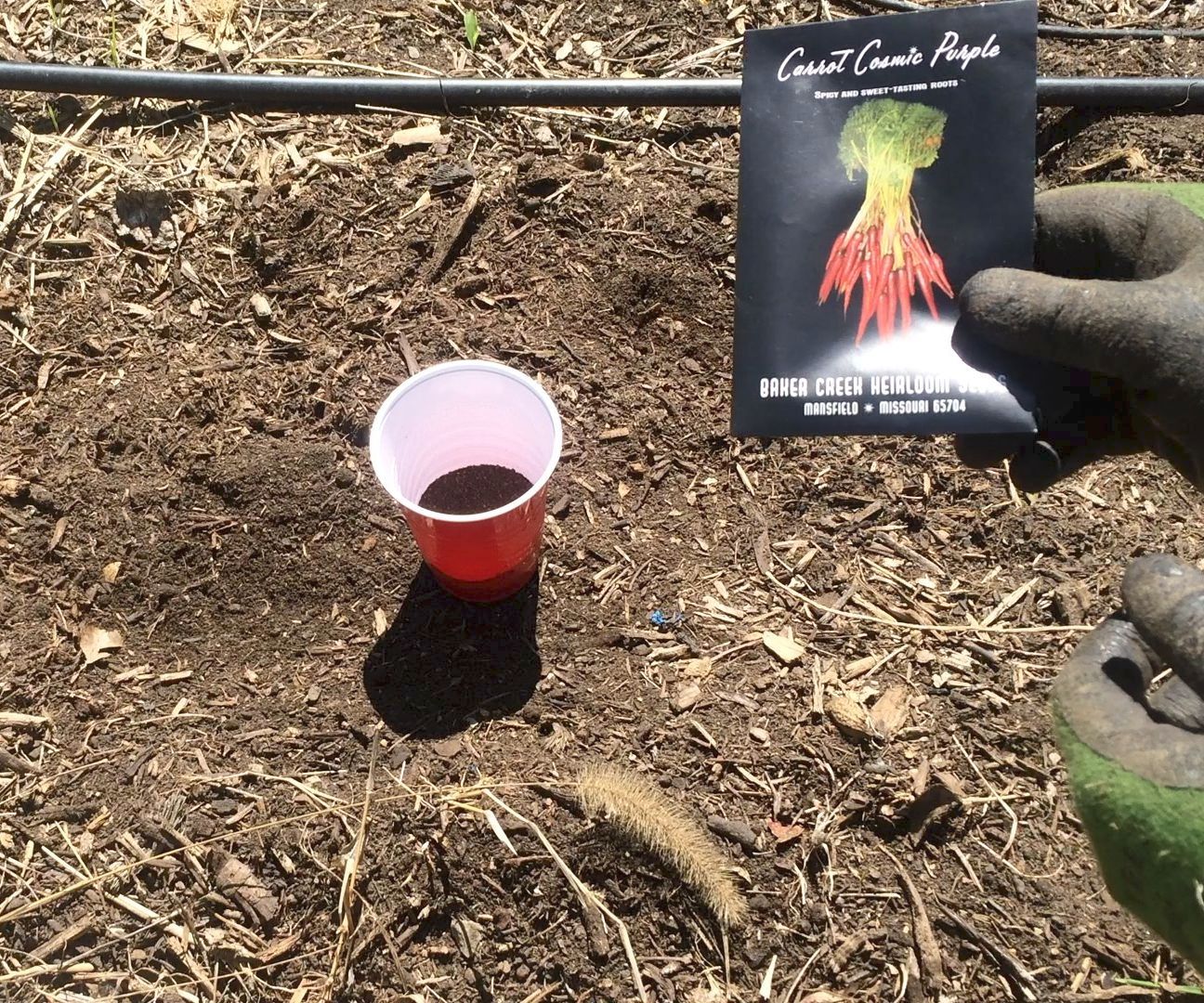 Creative Way to Plant Carrots Using Coffee Grounds