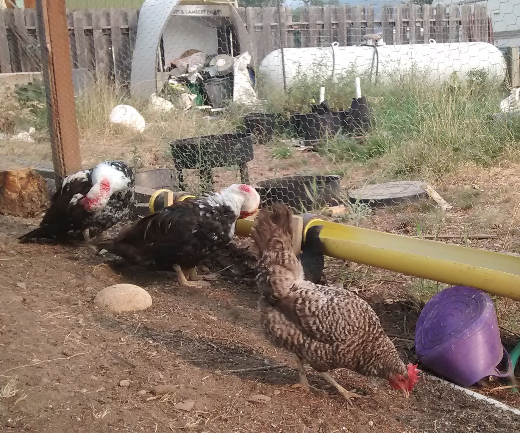 PVC Automatic Chicken Waterer
