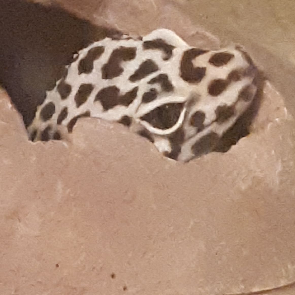 LizardGecko