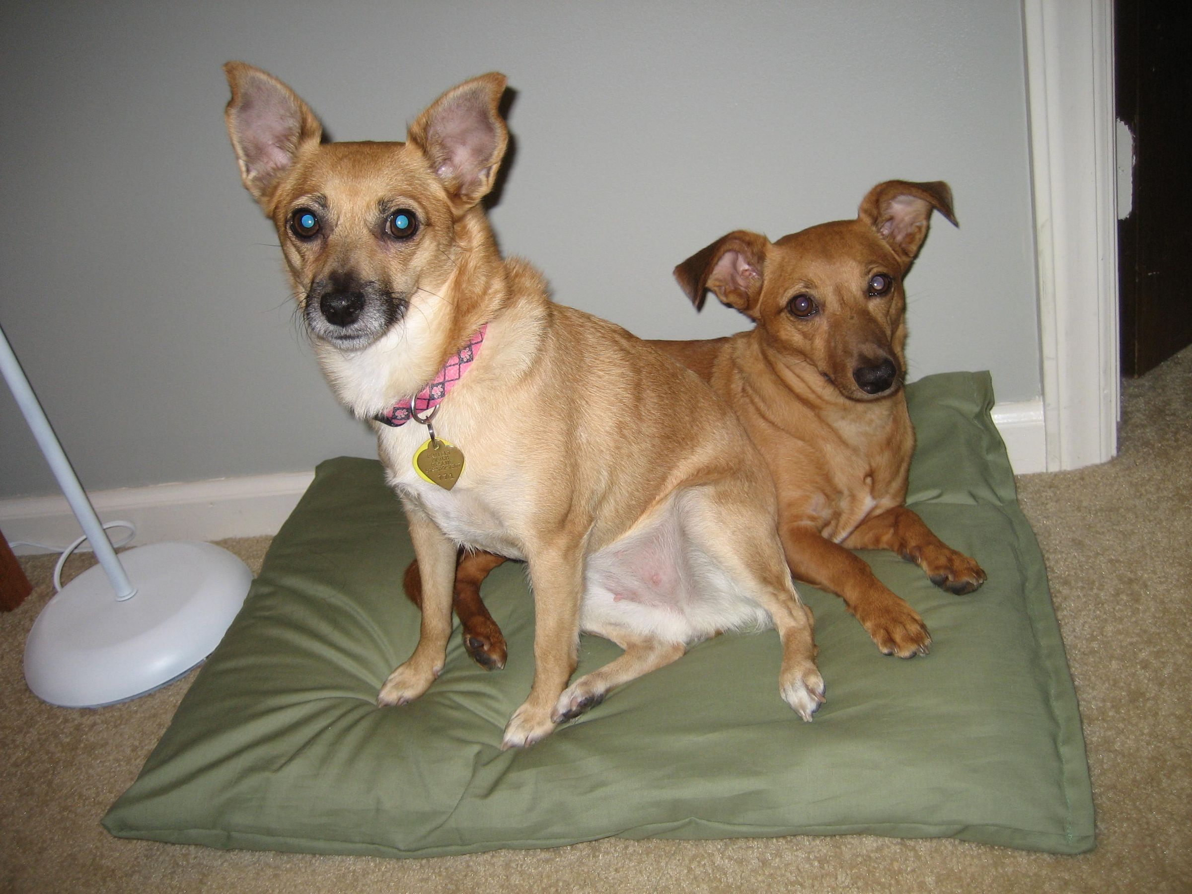 How to Make a Simple and Cute Dog Bed in 10 Minutes 6 Steps Instructables