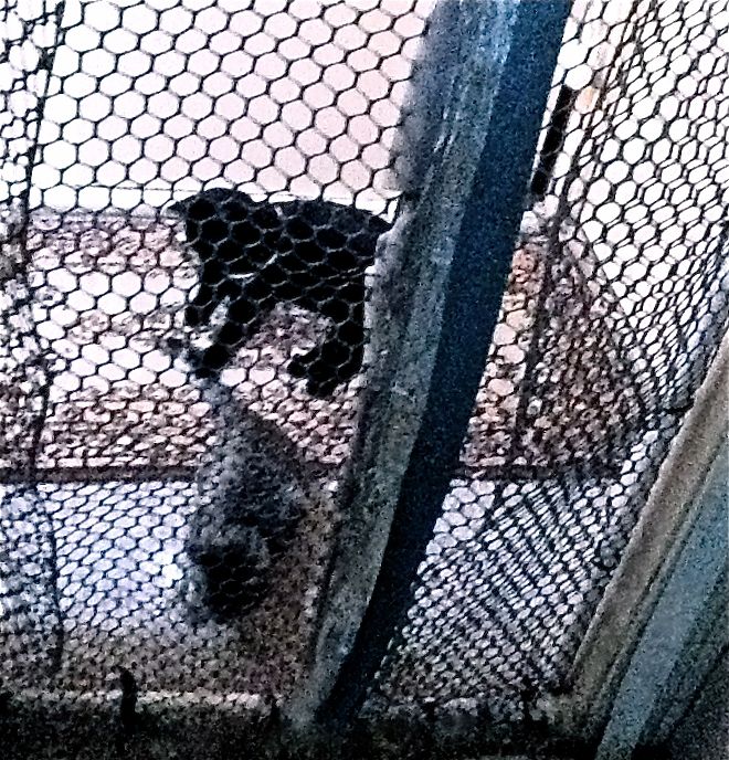 Portable Cat-segregator