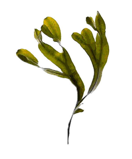 CharBob