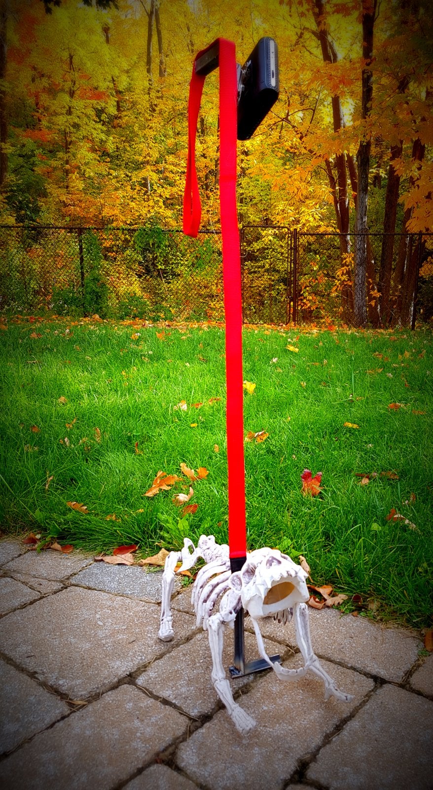 The Leash