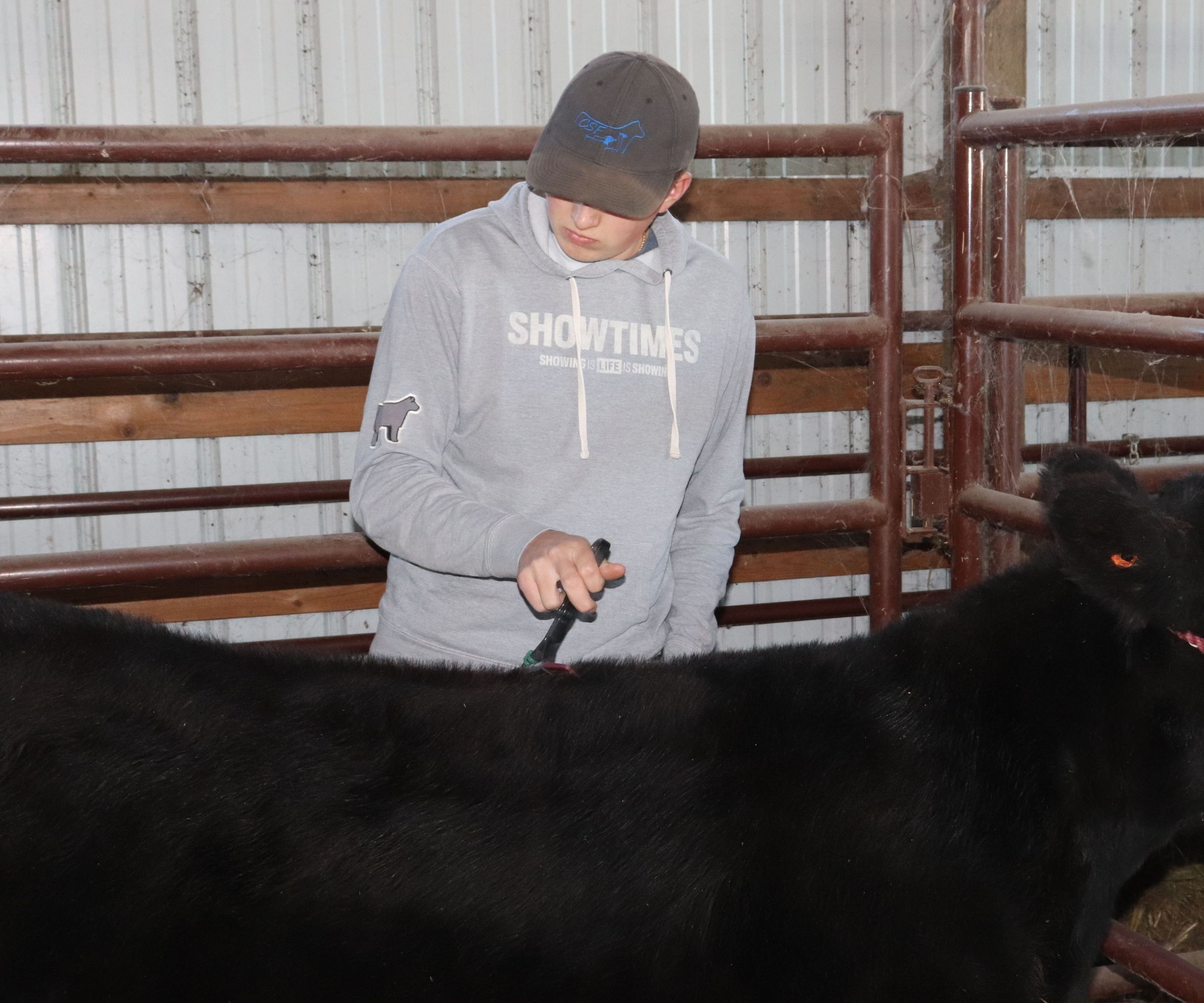 How to Halter Break a Calf