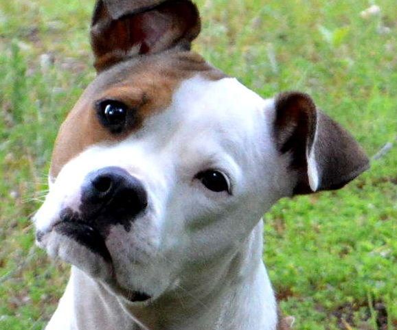 End Leash Pulling Forever