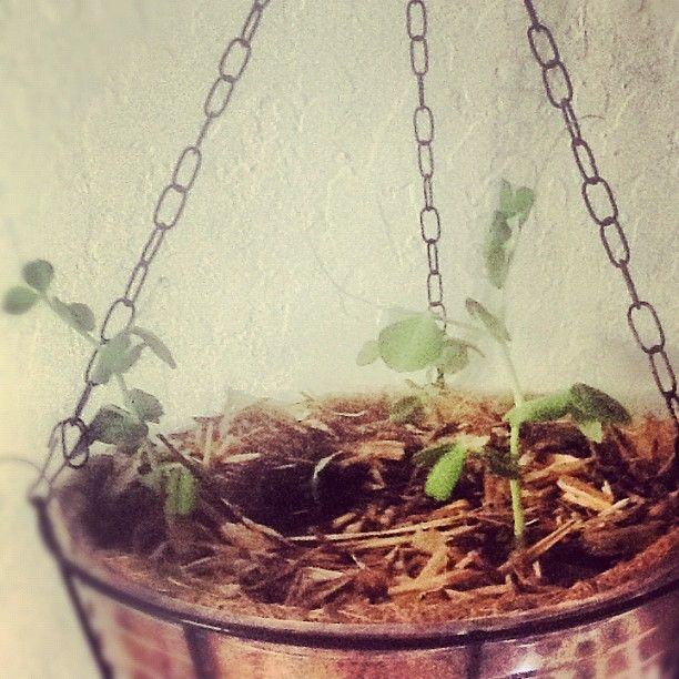 Hanging Vegetable Planters