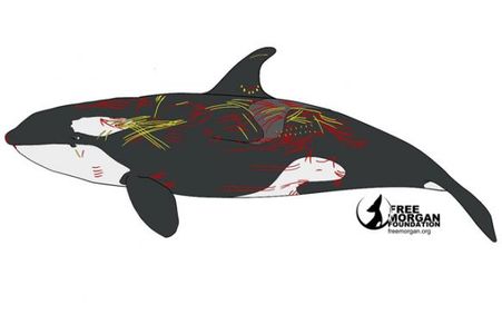 Using 3d Printing to Make an Accurate Orca Toy