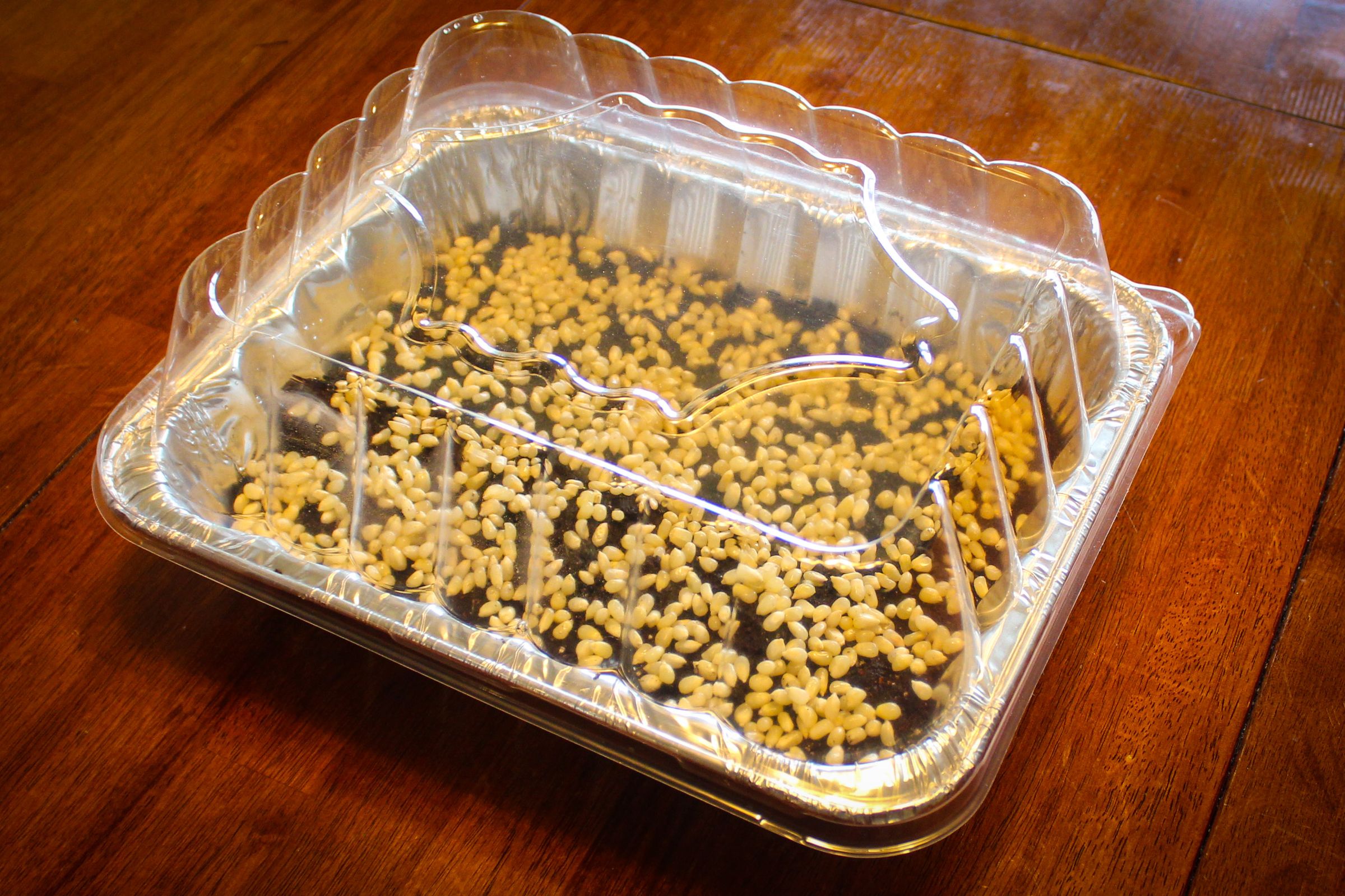 How to Grow Popcorn Shoots 9 Steps (with Pictures) Instructables
