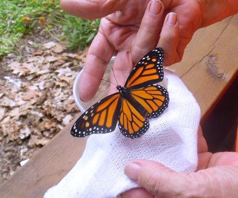 Monarch Butterfly Farm