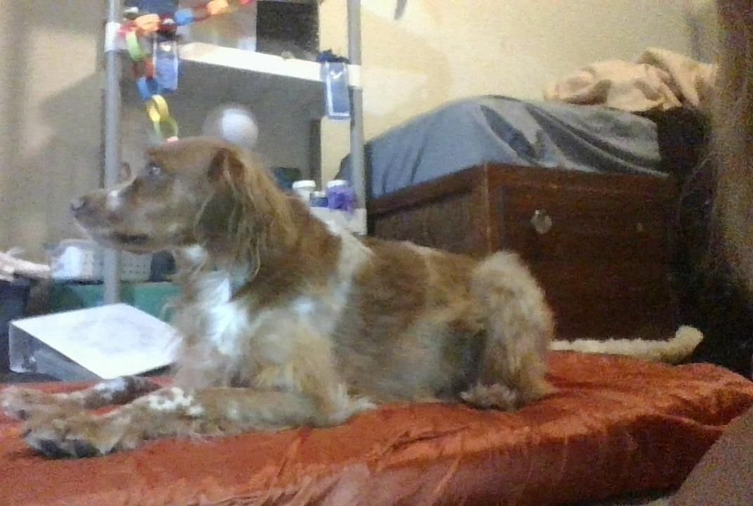 Recycled Super Simple Dog Bed (with Washable Cover)