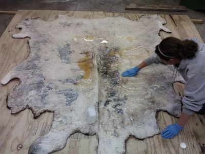 Cow Without Skin How to Tan and Make a Cow Hide Dress : 12 Steps (with Pictures ...