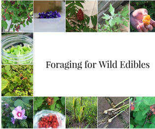 How to Get Started- Foraging!