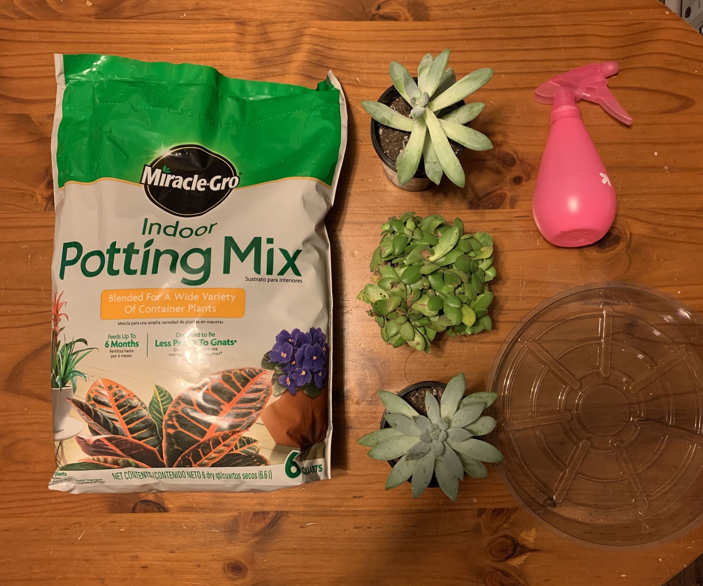 Plant Propagation - Succulents 